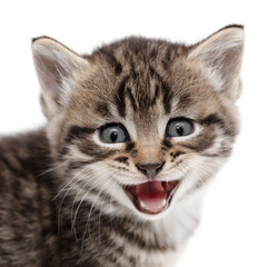 Small kitten isolated on a white background.