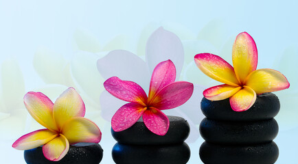 Fototapeta na wymiar frangipani flower on black stone