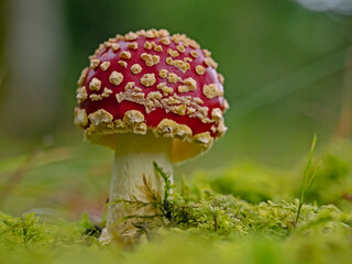 Fly agaric, Fliegenpilz (Amanita muscaria)