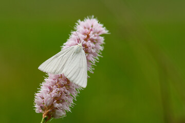 Hartheu-Spanner (Siona lineata) auf Wiesenschaumkraut
