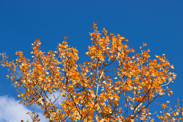 Indian summer - bright yellow-orange aspen leaves against a blue sky. Autumn background.