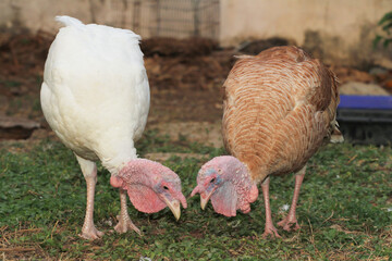 two turkey in garden
