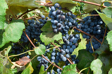 Concord Grapes in Vineyard for Wine and Juice Flavorful Green & Purple Organic Fruit on the Vine Jam & Jelly