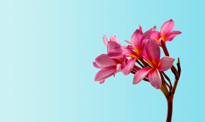 frangipani flower on blue background