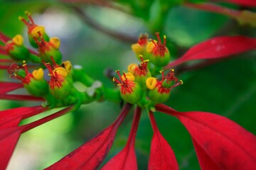 Red and yellow flowers