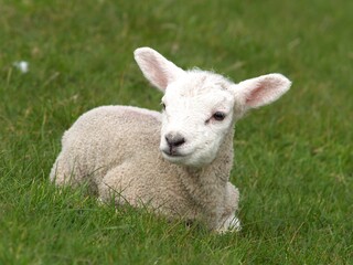 Naklejka na ściany i meble lamb on grass
