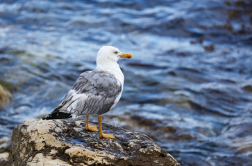 Portrait of a seagull on the rocks