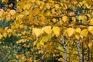 Indian summer - bright yellow birch leaves against the background of the forest and sky. Autumn background.