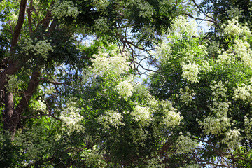 Obraz premium White flowers on a tree in the park.