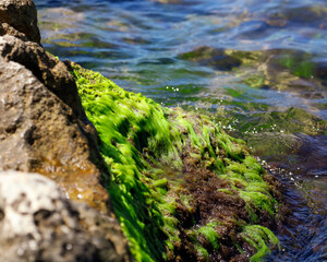 Fototapeta premium Stones with green algae on the seashore.