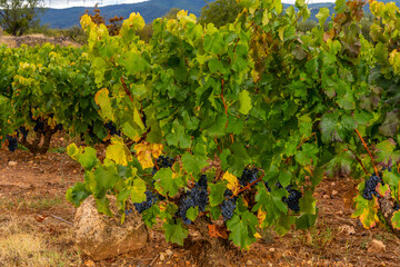 Ripened grapes on the vines in the autumn vineyards ready to be harvested, in La Rioja, Spain.