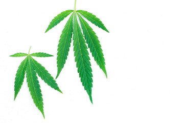 Cannabis, marijuana leaves on a light white surface, top view, copy space. Symbol of peacefulness, a relaxed state and a philosophical attitude towards life