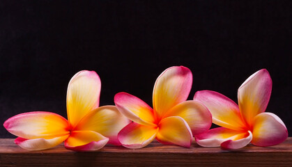 frangipani flower on black background