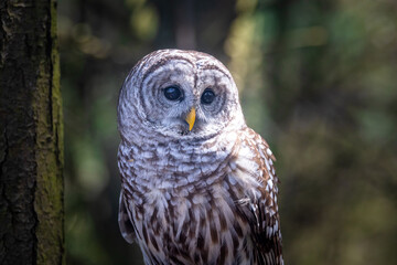 Barred Owl