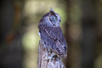 Screech Owl