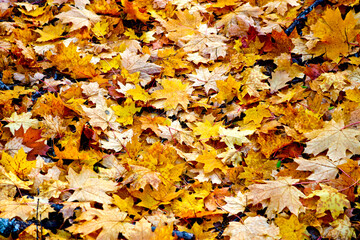 Autumn textured background - fallen yellow maple leaves. Indian summer.