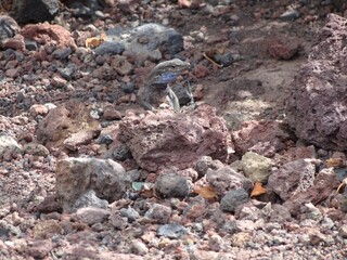 トカゲ（スペイン）