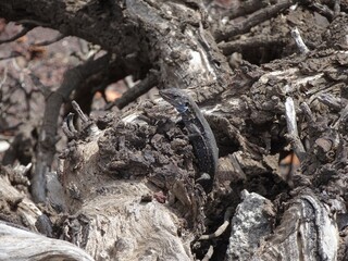 トカゲ（スペイン）