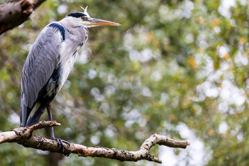 Grey heron sitting on branch