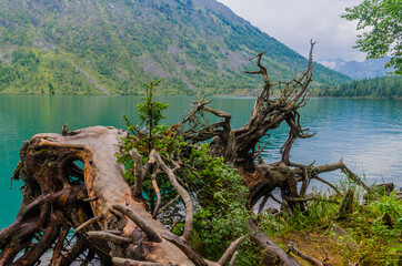 The roots of the wind-blown tree