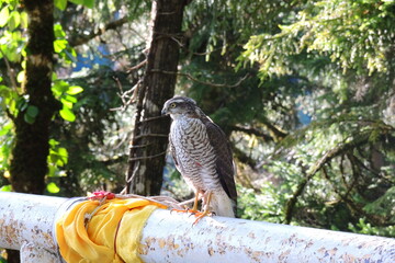 red tailed hawk