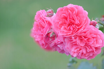 Bright pink flowers of a wicker rose Bush close-up with a soft selective focus and a blurry light green background.