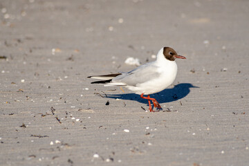 Lachmöwe am Strand, Nahaufnahme