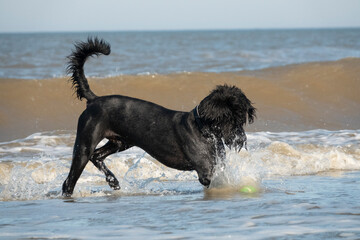 Riesenschnauzer spielt am Strand in den Wellen