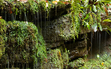 Close up of water dripping from wet moss in verdant forest.