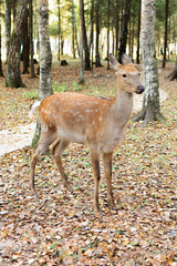 Young sika deer Cervus nippon in autumn forest