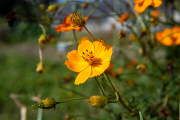 キバナコスモス