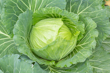 Obraz premium cabbage in the garden