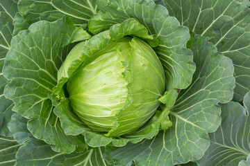 Obraz premium cabbage in the garden