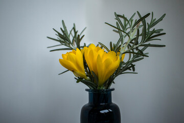 Bouquet of yellow crocus and rosemary flowers in a vase. Background.