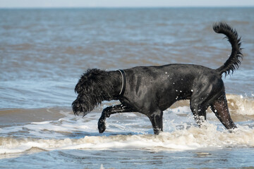 Riesenschnauzer spielt am Strand in den Wellen