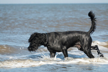 Riesenschnauzer spielt am Strand in den Wellen