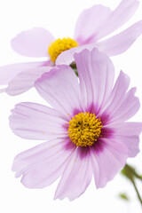 Fototapeta premium コスモス