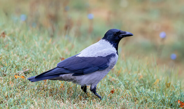 Black crow, Corvus corone, common crow, posing while standing on the grass