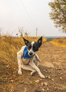 Wide Angle Photo Dog Itching Autumn Path Funny Meme