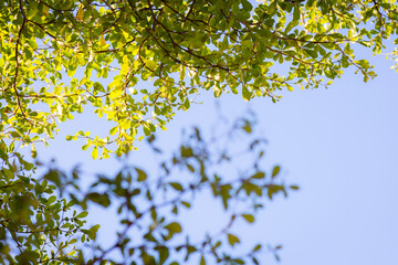 Leaf and  branches of Ivory Coast Almond or Black Afara (Terminalia ivorensis Chev) with sun light and background is clear blue sky and copy space.