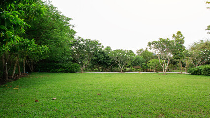 Grass garden in the park