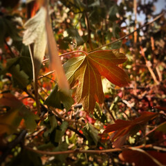 red autumn leaves
