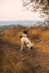 A dog prepares to jump on the autumn landscape path field lonely tree