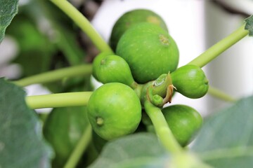 evocative image of fresh figs on the tree with leaves