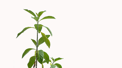 Green leaf branches isolated on white background
