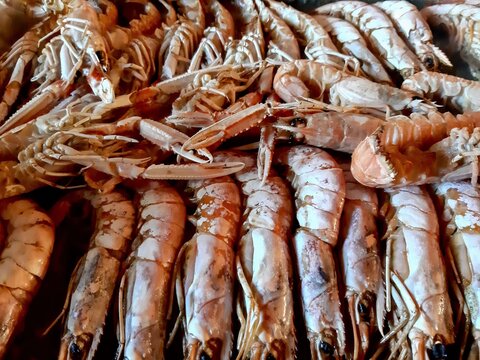 evocative image of freshly caught king prawns ready to be grilled