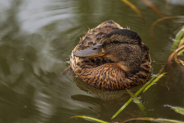 ptaki, młoda krzyżówka © Robert Borek