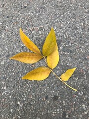 autumn leaves on asphalt