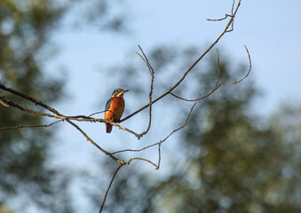 ptaki, zimorodek rankiem © Robert Borek
