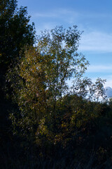 krajobraz widok drzewo jesień przyroda